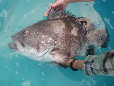 Capt. Brett-Working Witth a Warsaw